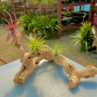 Image 2 of Shoreline Reverie  