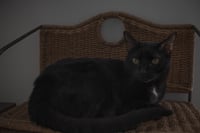 Image 2 of Enzo – Custom Black Cat Stained Glass Portrait