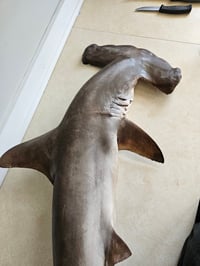 Image 1 of Hammerhead Shark