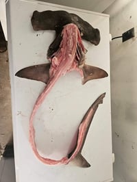 Image 2 of Hammerhead Shark