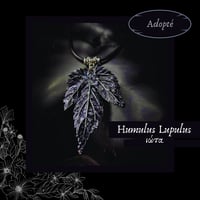 Image 10 of ☽ Humulus Lupulus ☾