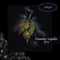 Image 7 of ☽ Humulus Lupulus ☾