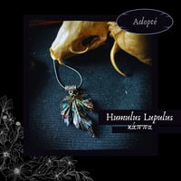 Image 11 of ☽ Humulus Lupulus ☾