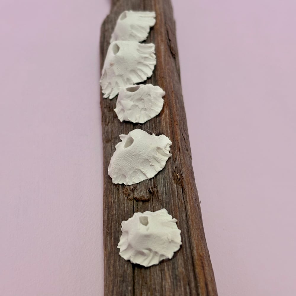 Image of Barnacle Wall Art