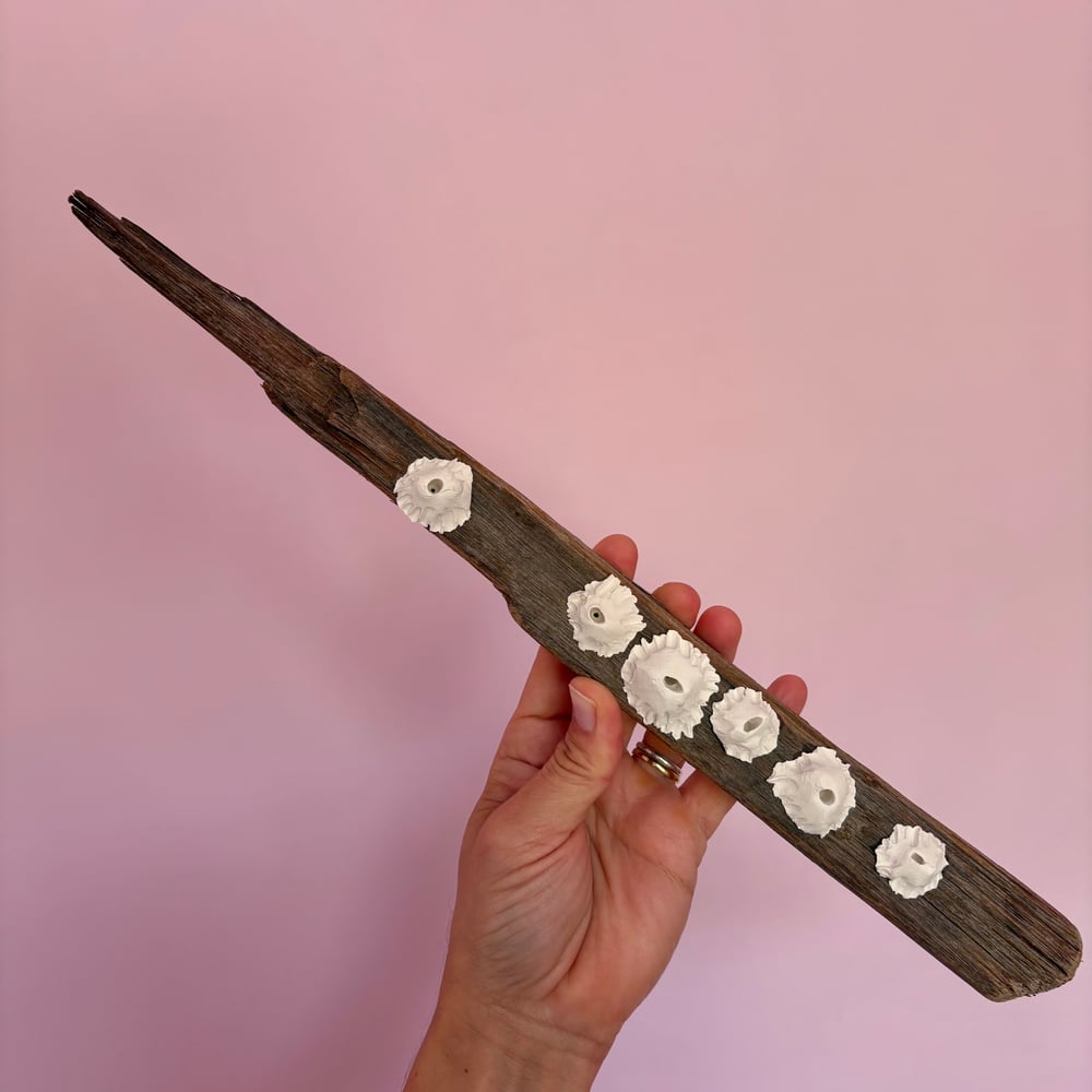 Image of Barnacle Wall Art