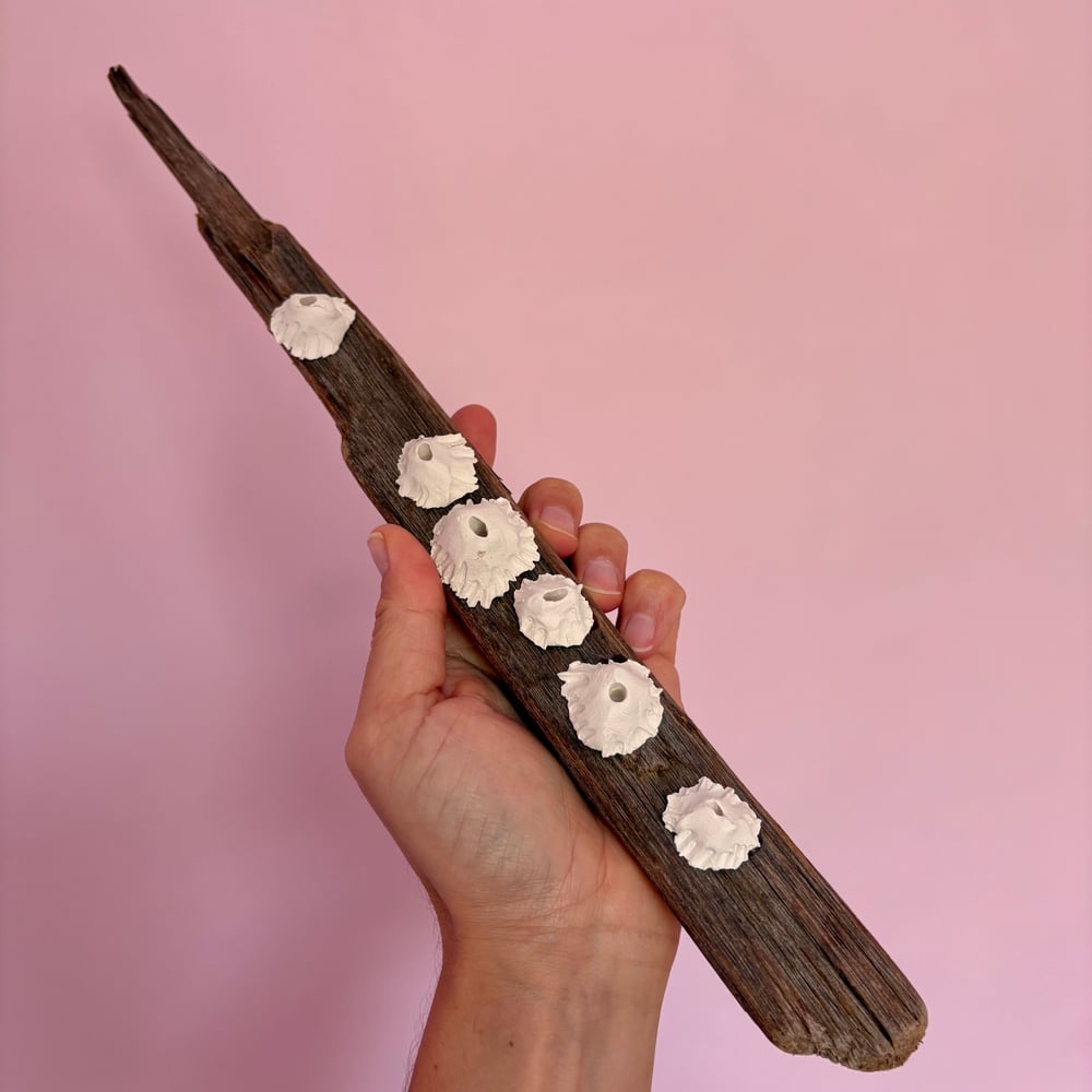 Image of Barnacle Wall Art