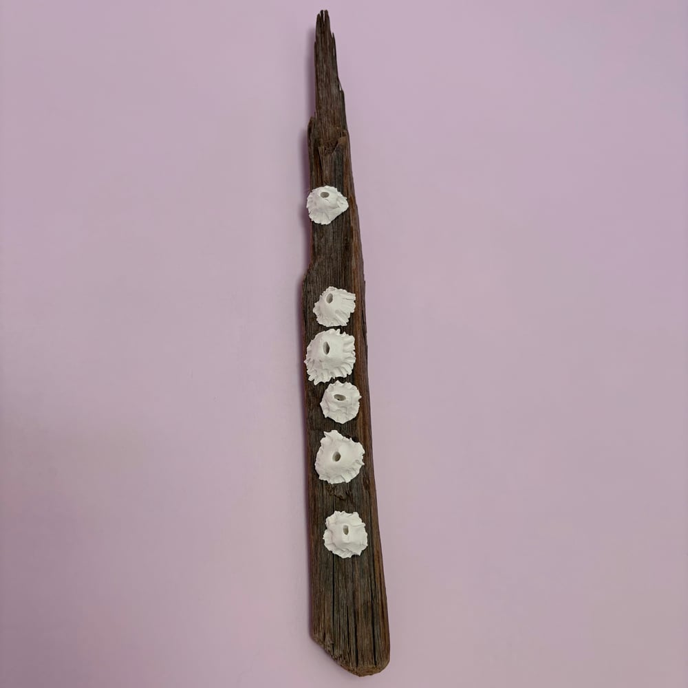 Image of Barnacle Wall Art