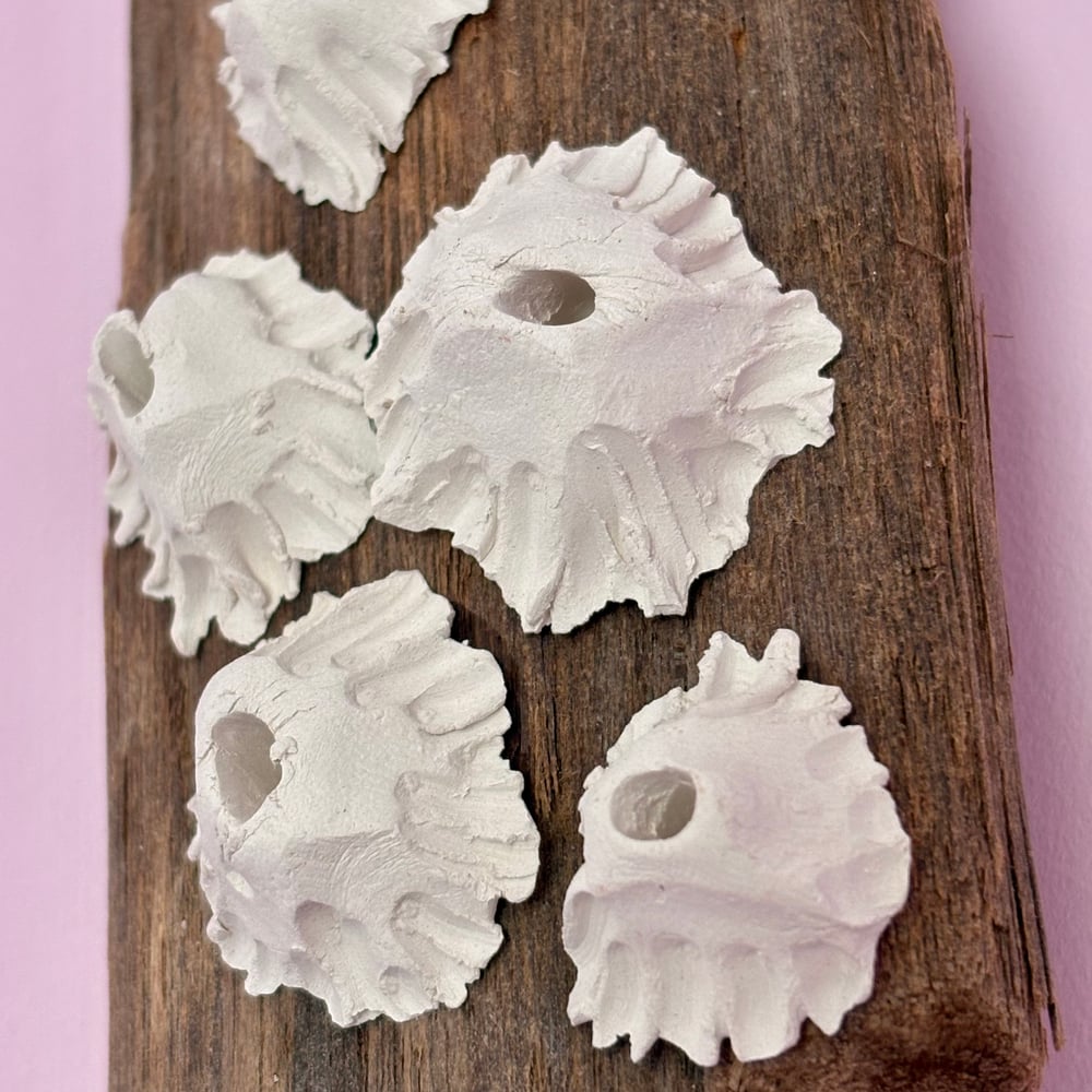 Image of Barnacle Driftwood