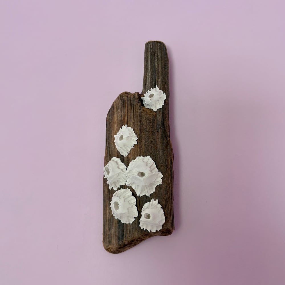 Image of Barnacle Driftwood