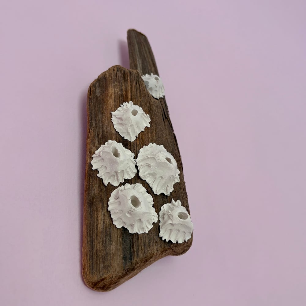 Image of Barnacle Driftwood