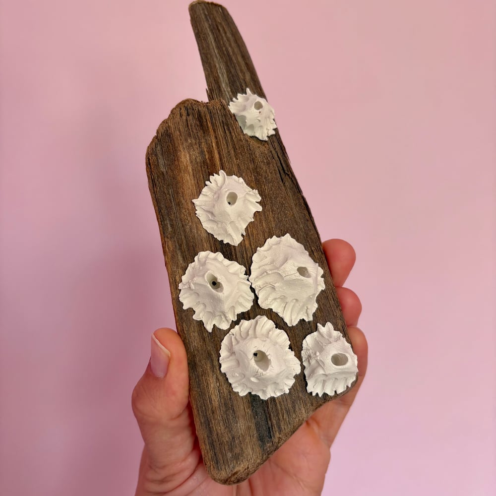 Image of Barnacle Driftwood