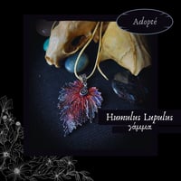Image 4 of ☽ Humulus Lupulus ☾