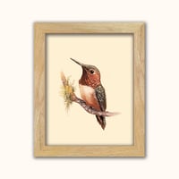 Image 1 of Rufous Hummingbird