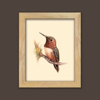 Image 2 of Rufous Hummingbird