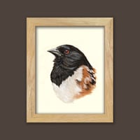 Image 2 of Spotted Towhee