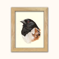 Image 1 of Spotted Towhee
