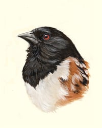 Image 3 of Spotted Towhee