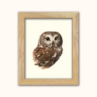 Image 1 of Northern Saw-whet Owl