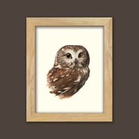 Image 2 of Northern Saw-whet Owl