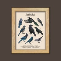 Image 3 of Corvids of the Pacific Northwest