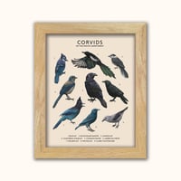 Image 2 of Corvids of the Pacific Northwest
