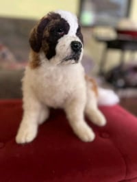 Image 2 of two sizes 9" or 15" Sitting St. Bernard