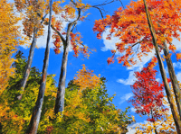 Image 1 of - Skyward -