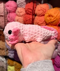 Image 7 of Assorted Baby Axolotls