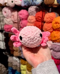 Image 8 of Assorted Baby Axolotls