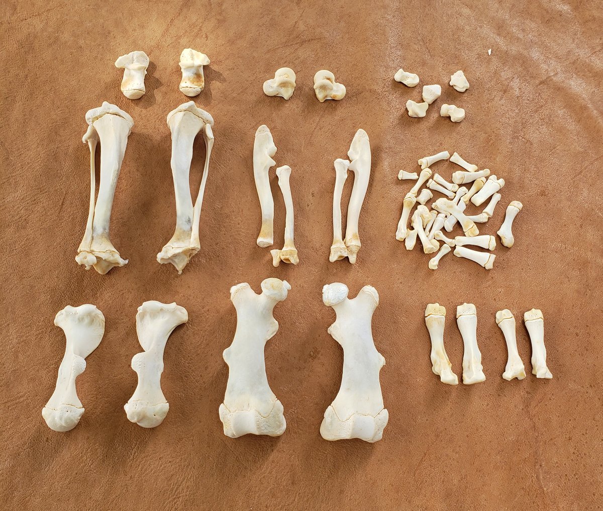 Image of Beaver Bones