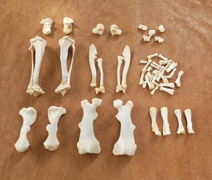 Image of Beaver Bones