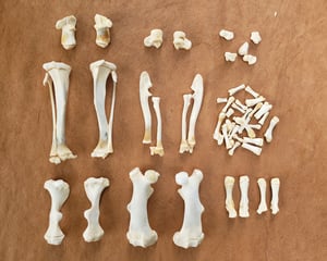 Image of Beaver Bones