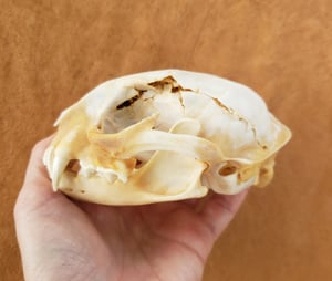 Image of Bobcat Skull and Bones