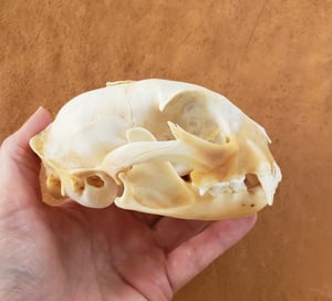 Image of Bobcat Skull and Bones