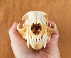 Image of Bobcat Skull and Bones