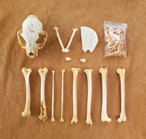 Image of Bobcat Skull and Bones