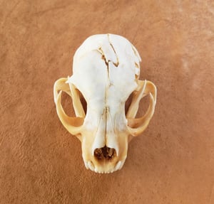 Image of Bobcat Skull and Bones