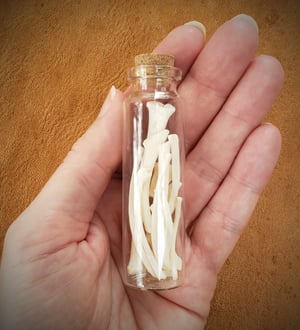 Image of Opossum Bone Vials