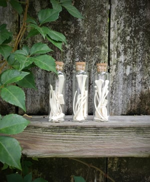 Image of Opossum Bone Vials