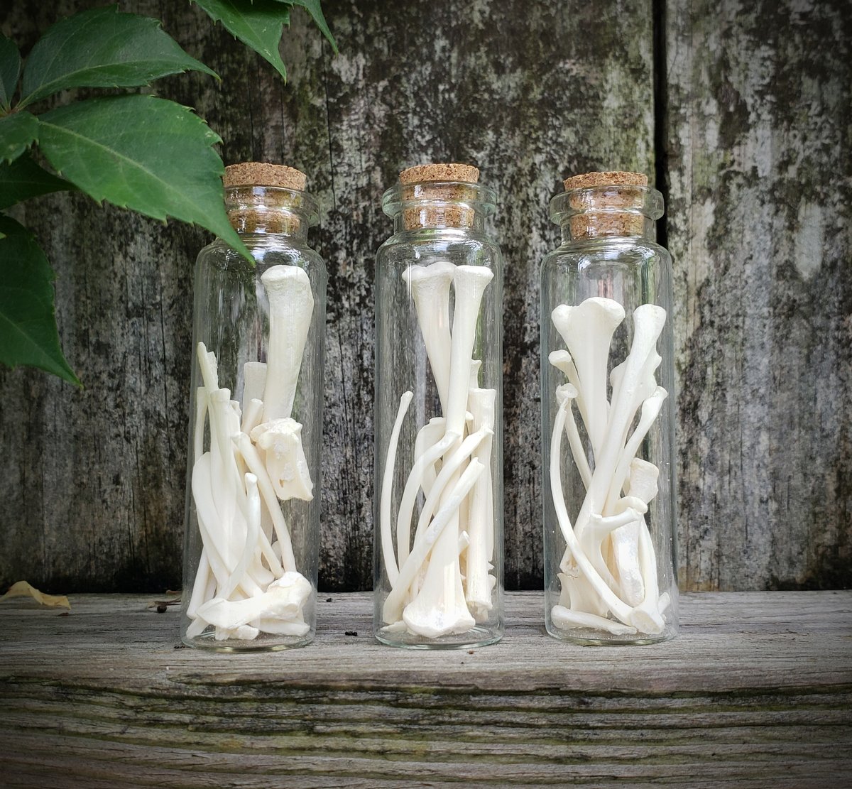 Image of Opossum Bone Vials