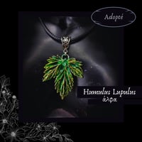 Image 2 of ☽ Humulus Lupulus ☾