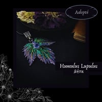 Image 3 of ☽ Humulus Lupulus ☾