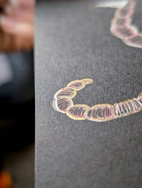 Image 2 of LIMITED EDITION Glorious little worm 