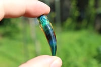 Image 2 of Cosmo Fang