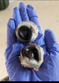 Hammerhead Shark Eyes