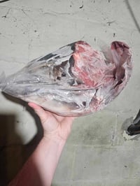 Image 1 of Raw Shark