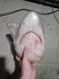 Image 2 of Raw Shark