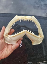 Shark Jaws