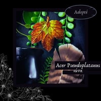 Image 10 of ☽ Acer Pseudoplatanus ☾