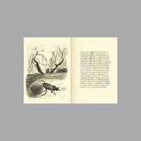 Image 15 of [BELLEZA INFINITA™] DIARIO DE UN HUESO CURVO (PABLO BESSE™)